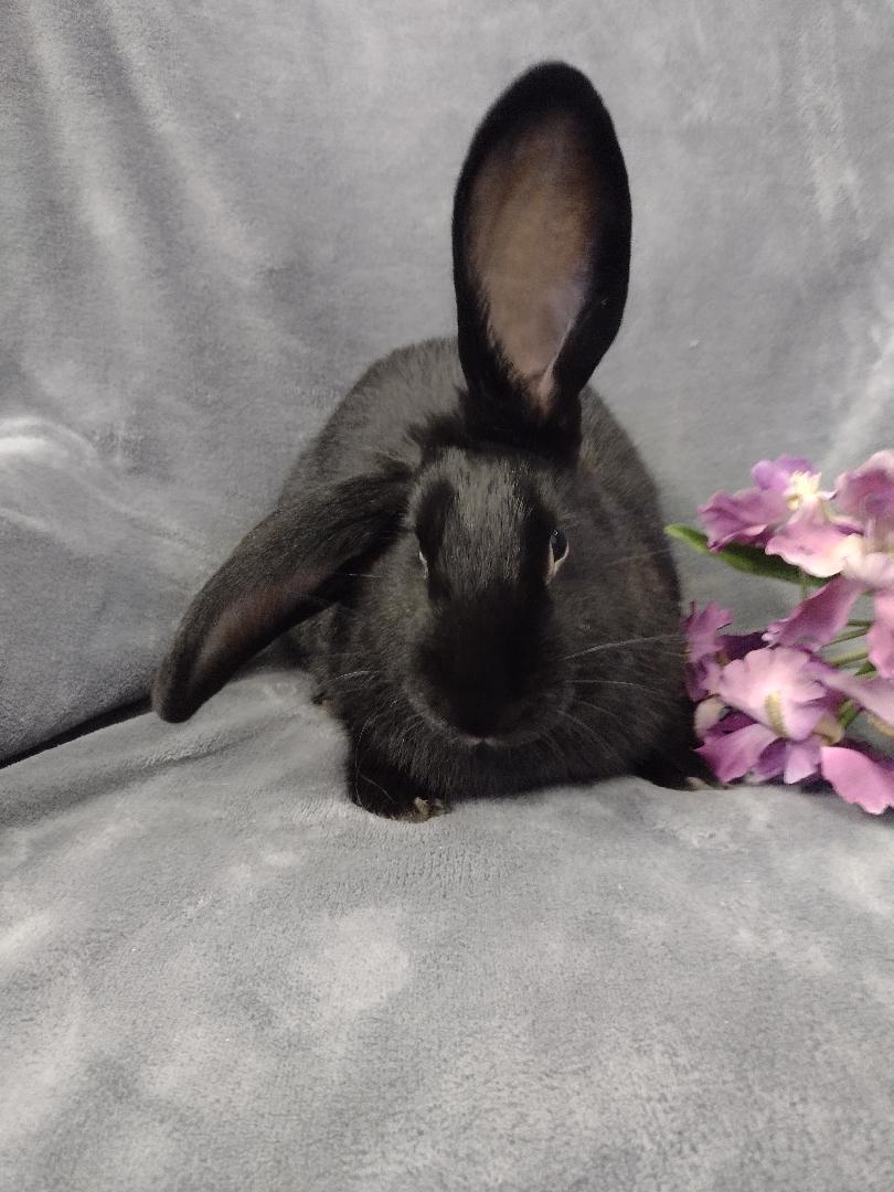 Enlarge Minerva, a ADOPTABLE Flemish Giant in Plymouth, MI image 3/5