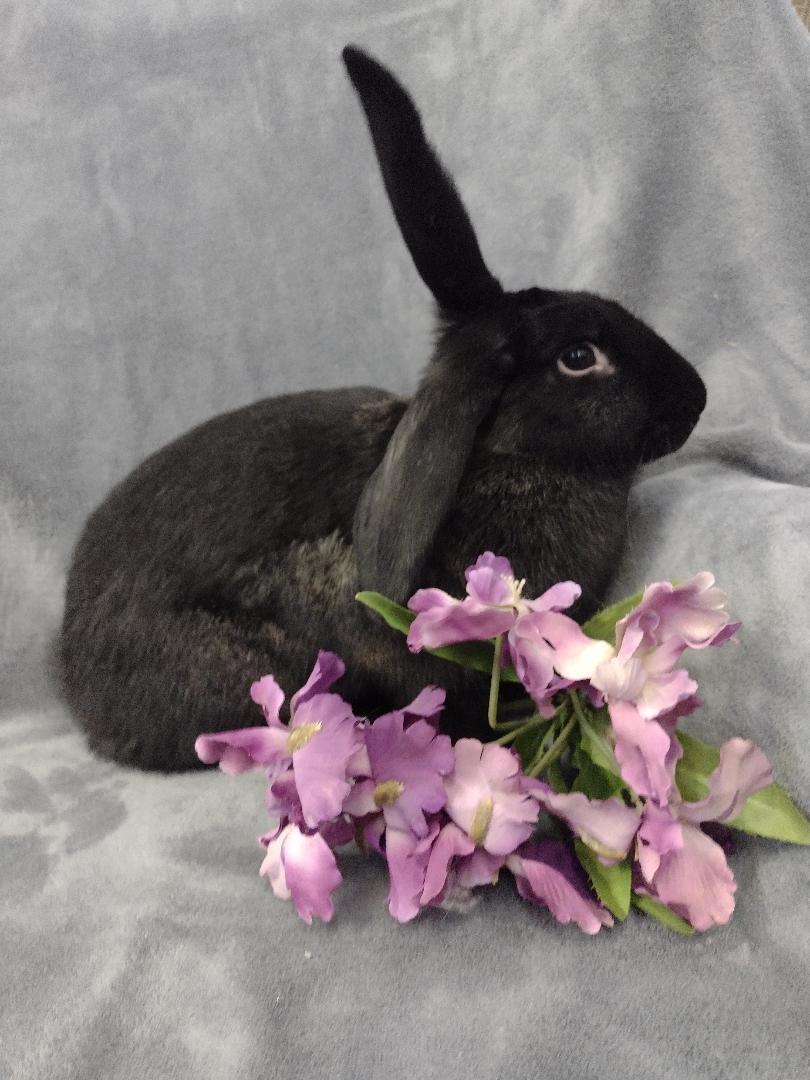 Enlarge Minerva, a ADOPTABLE Flemish Giant in Plymouth, MI image 4/5