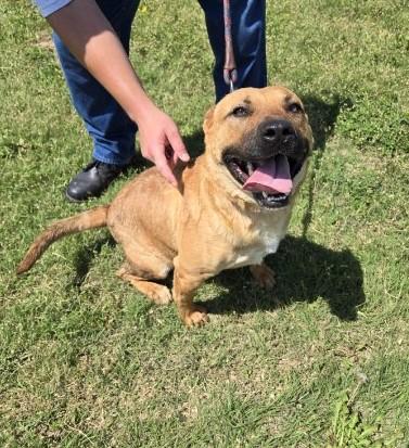 Roofus, a Adoptable mixed breed in Larned, KS image 1/4