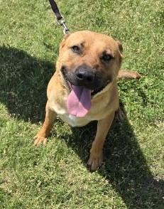 Roofus, a Adoptable mixed breed in Larned, KS image 2/4