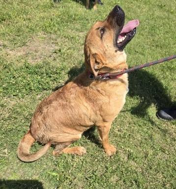 Roofus, a Adoptable mixed breed in Larned, KS image 3/4