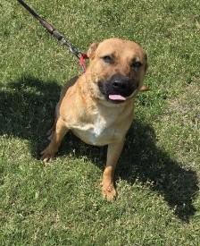 Roofus, a Adoptable mixed breed in Larned, KS image 4/4
