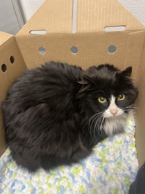 Enlarge Jill, a Adoptable mixed breed in Sechelt, BC image 3/4