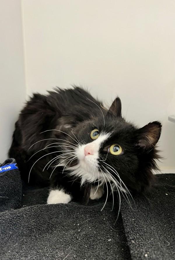 Enlarge Jill, a Adoptable mixed breed in Sechelt, BC image 4/4