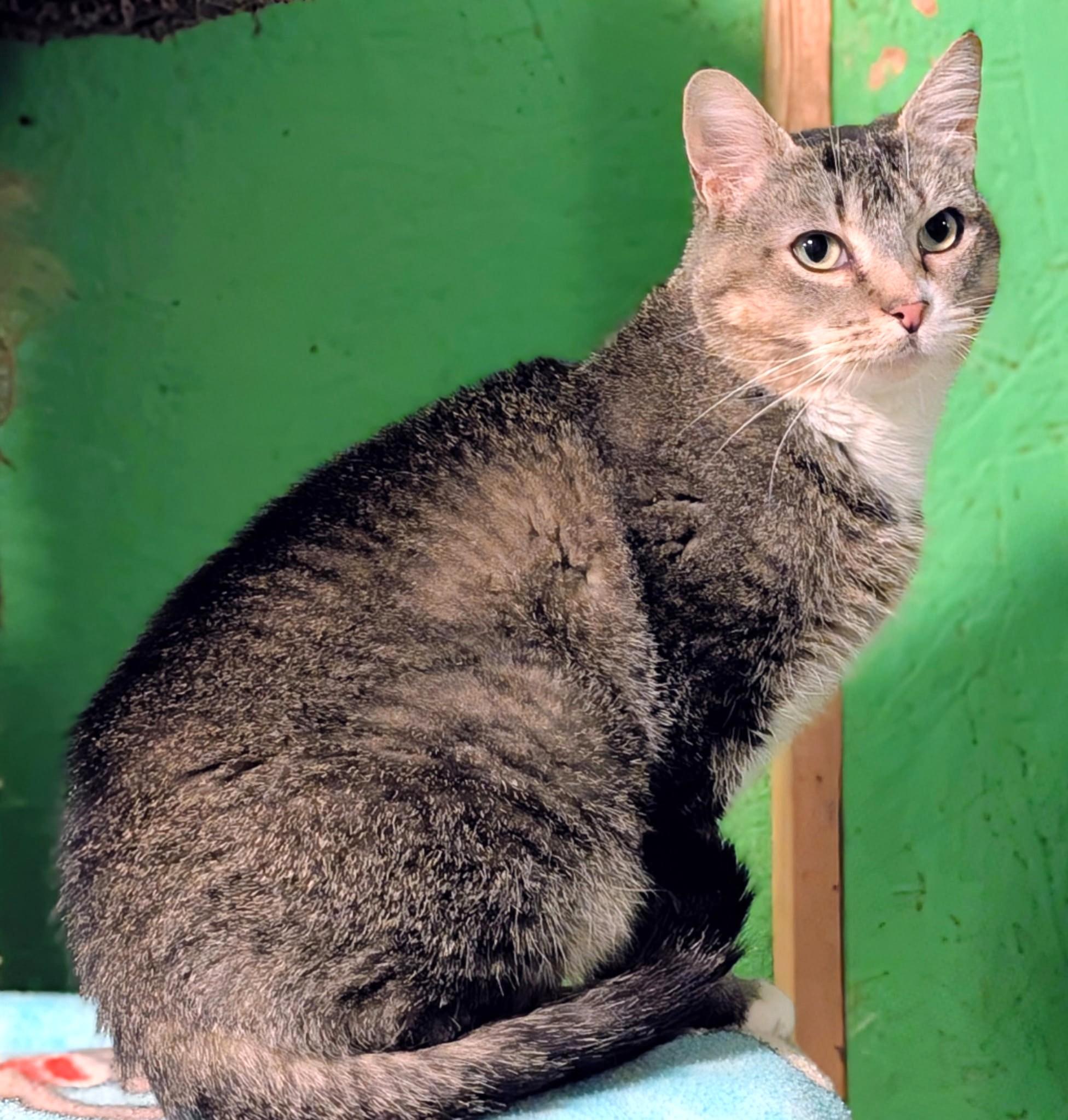 Enlarge Gretchen Loves Everybody!, a ADOPTABLE Tabby in Newport, WA image 3/6