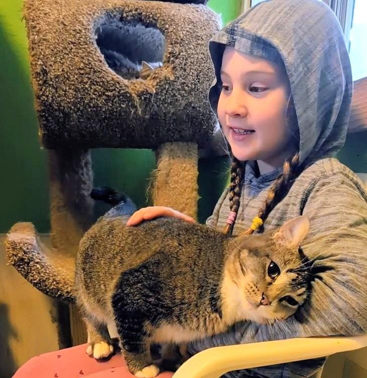 Enlarge Gretchen Loves Everybody!, a ADOPTABLE Tabby in Newport, WA image 4/6