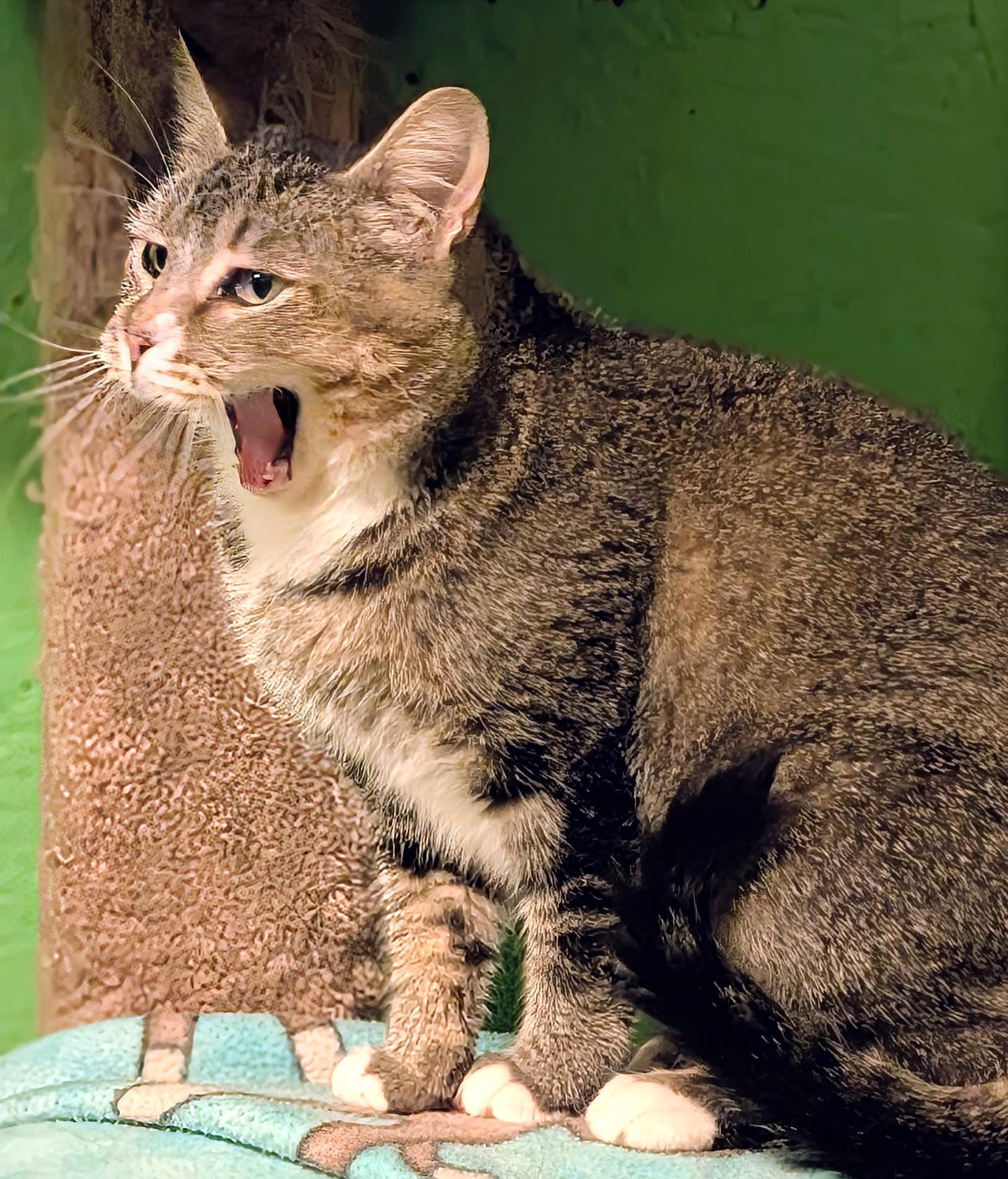 Enlarge Gretchen Loves Everybody!, a ADOPTABLE Tabby in Newport, WA image 6/6