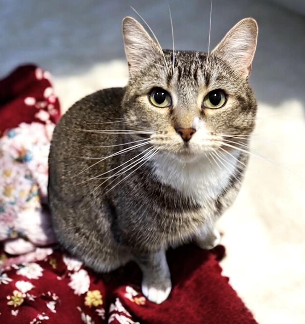 Enlarge Gretchen Loves Everybody!, a ADOPTABLE Tabby in Newport, WA image 5/6