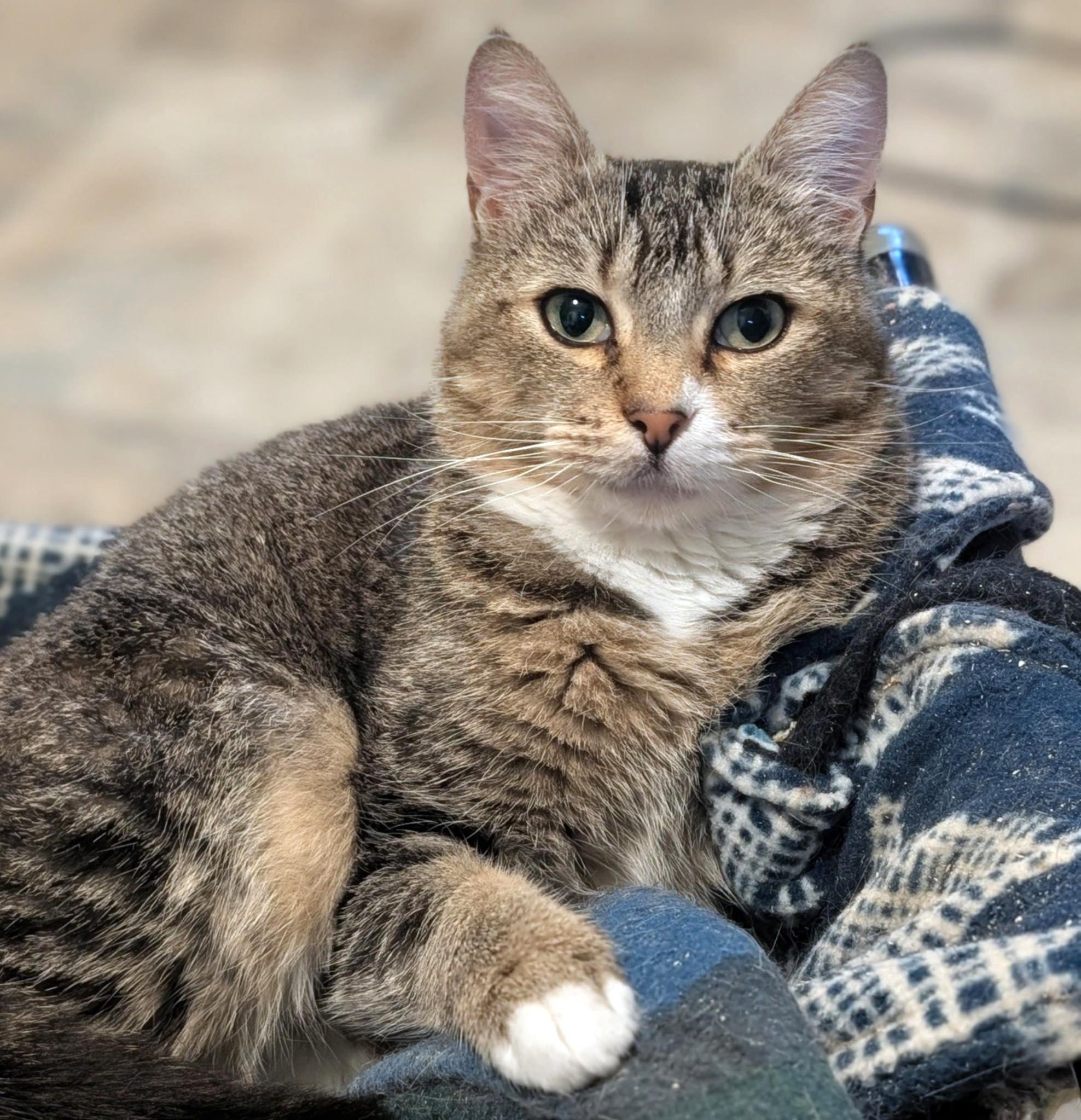 Enlarge Gretchen Loves Everybody!, a ADOPTABLE Tabby in Newport, WA image 2/6