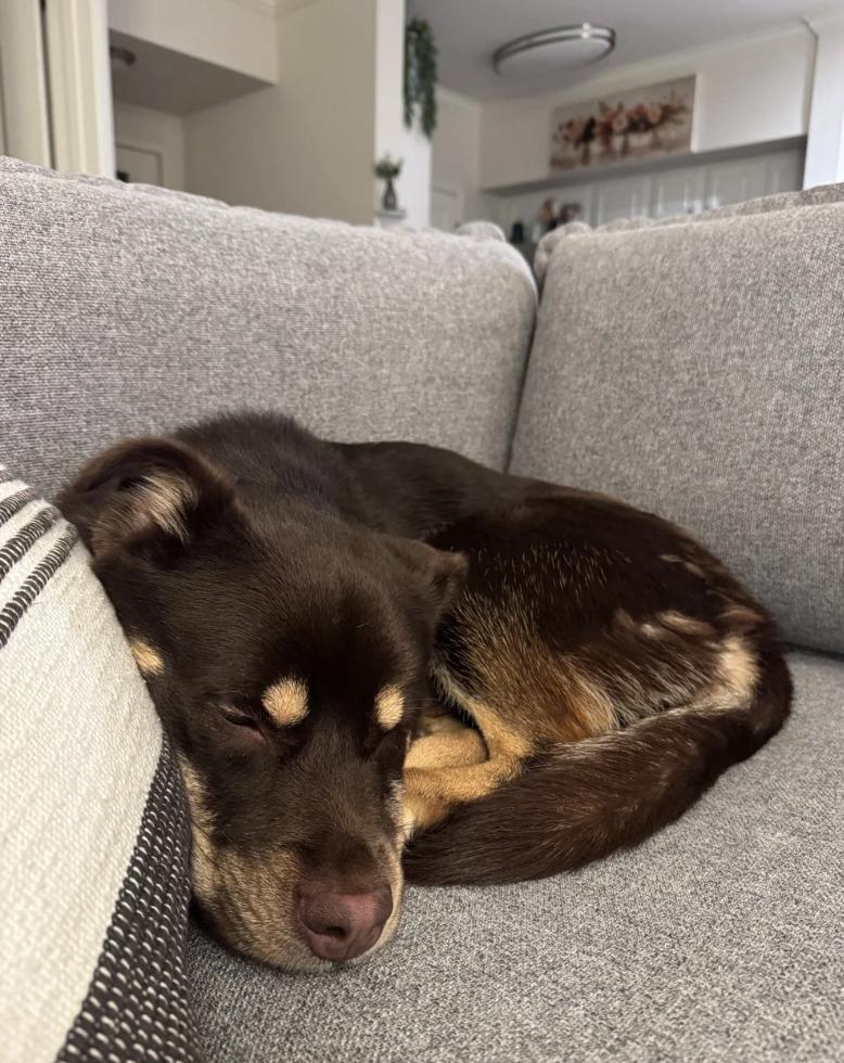 Enlarge Teddie Bear, a Adoptable mixed breed in Davis, CA image 2/6