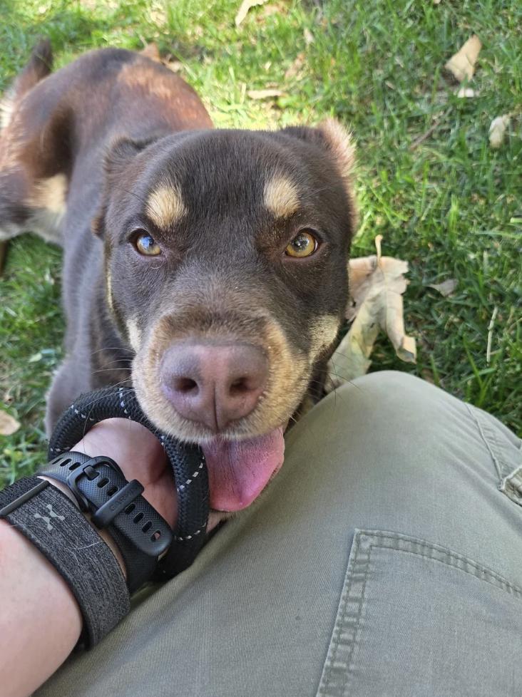 Enlarge Teddie Bear, a Adoptable mixed breed in Davis, CA image 6/6