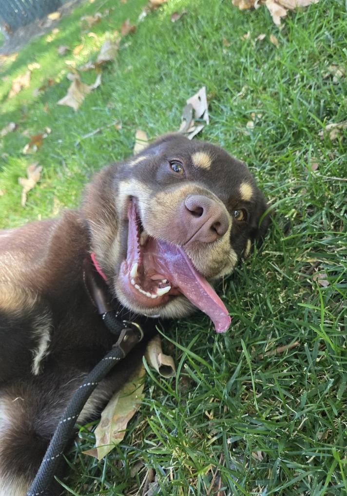 Enlarge Teddie Bear, a Adoptable mixed breed in Davis, CA image 5/6