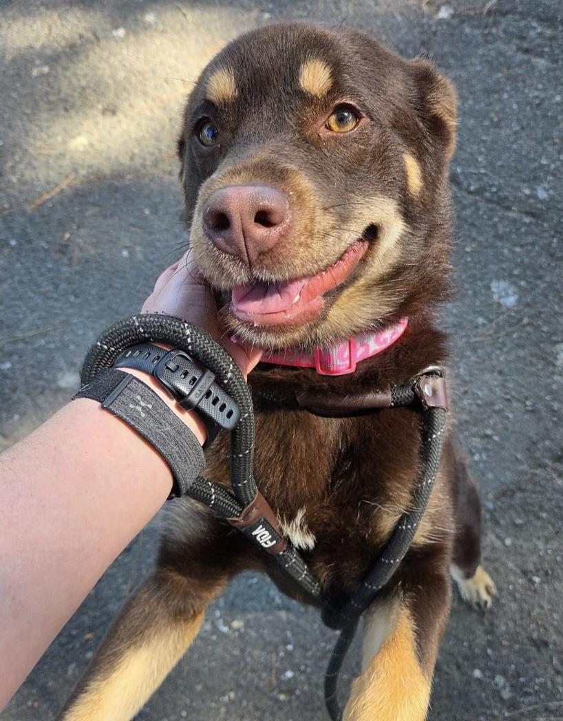 Teddie Bear, Adoptable, Young Female Mixed Breed.