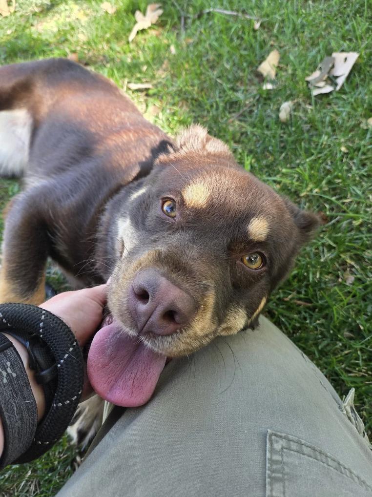 Enlarge Teddie Bear, a Adoptable mixed breed in Davis, CA image 3/6