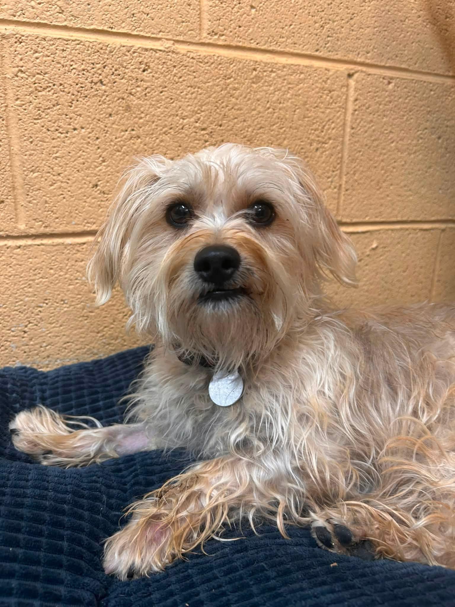 Yeti, adopted, Young Male West Highland White Terrier / Westie.