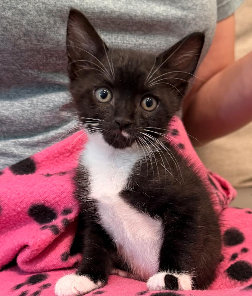 Snowbell, Adoptable, Kitten Female Domestic Short Hair.