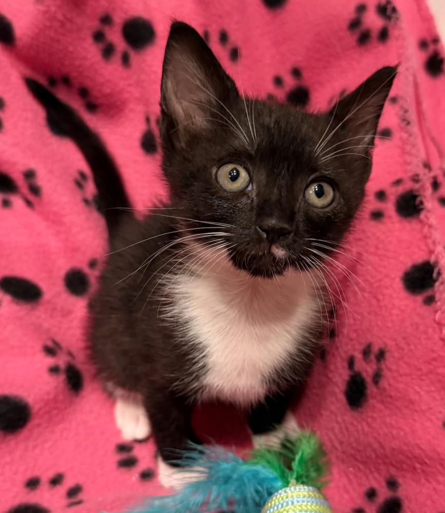 Snowbell, a Adoptable mixed breed in Fort Lauderdale, FL image 2/6