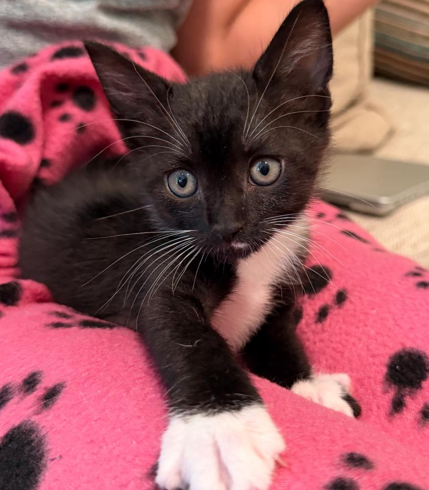 Snowbell, a Adoptable mixed breed in Fort Lauderdale, FL image 3/6