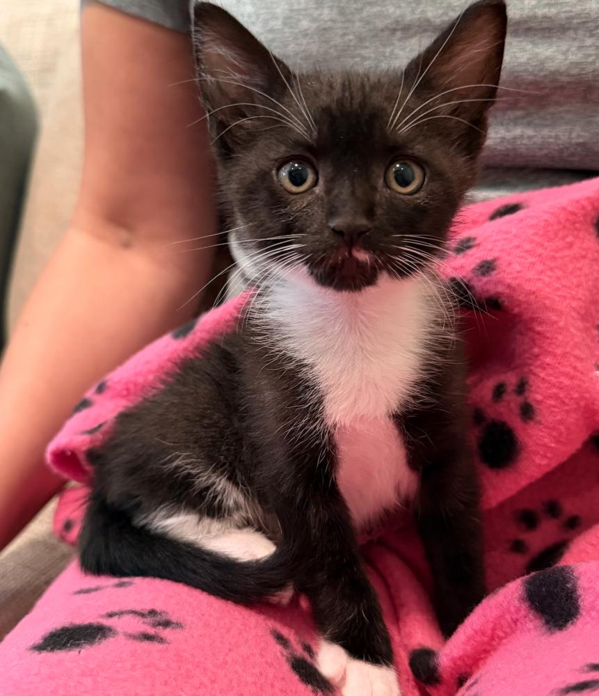 Snowbell, a Adoptable mixed breed in Fort Lauderdale, FL image 5/6