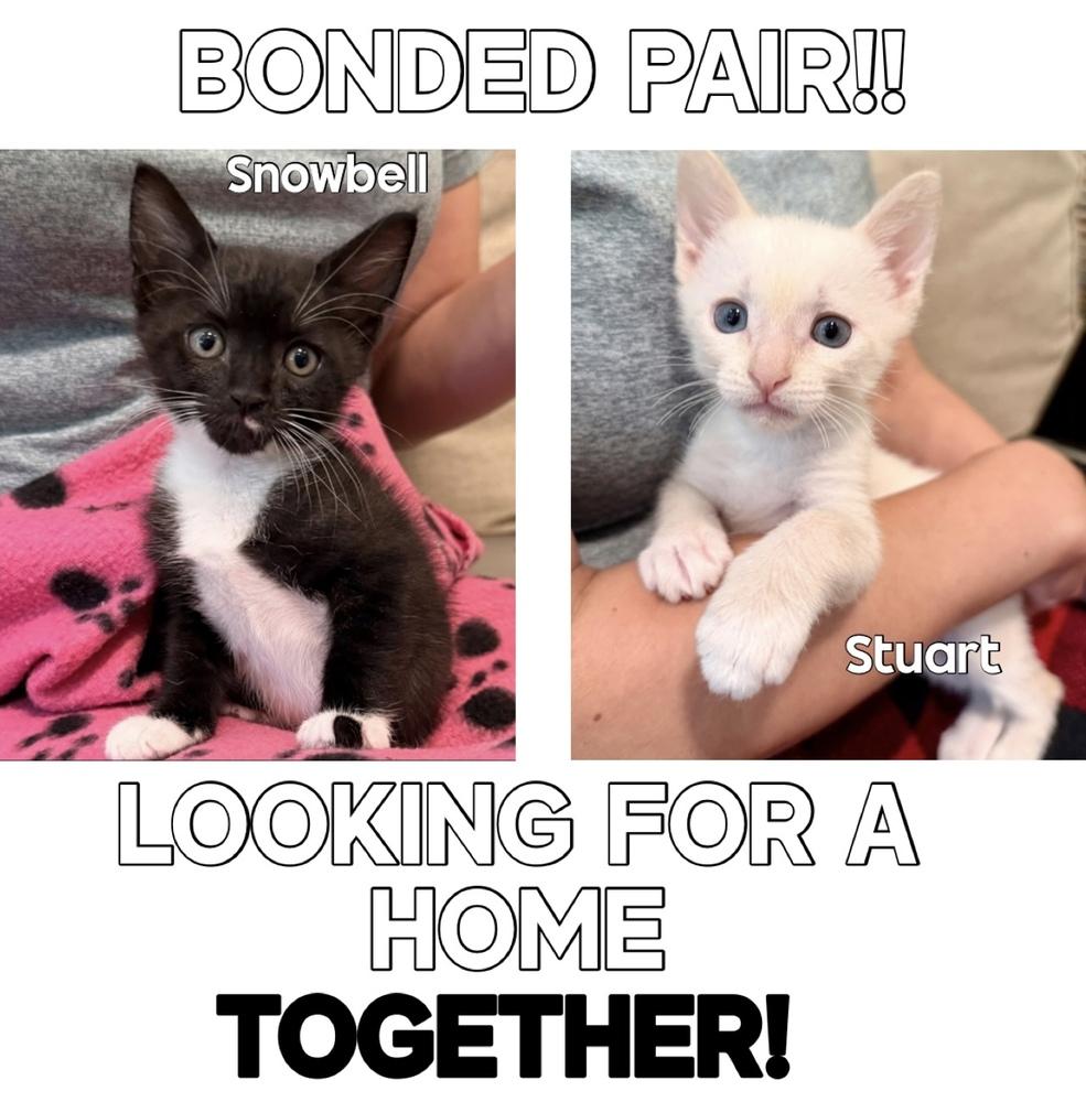 Snowbell, a Adoptable mixed breed in Fort Lauderdale, FL image 6/6