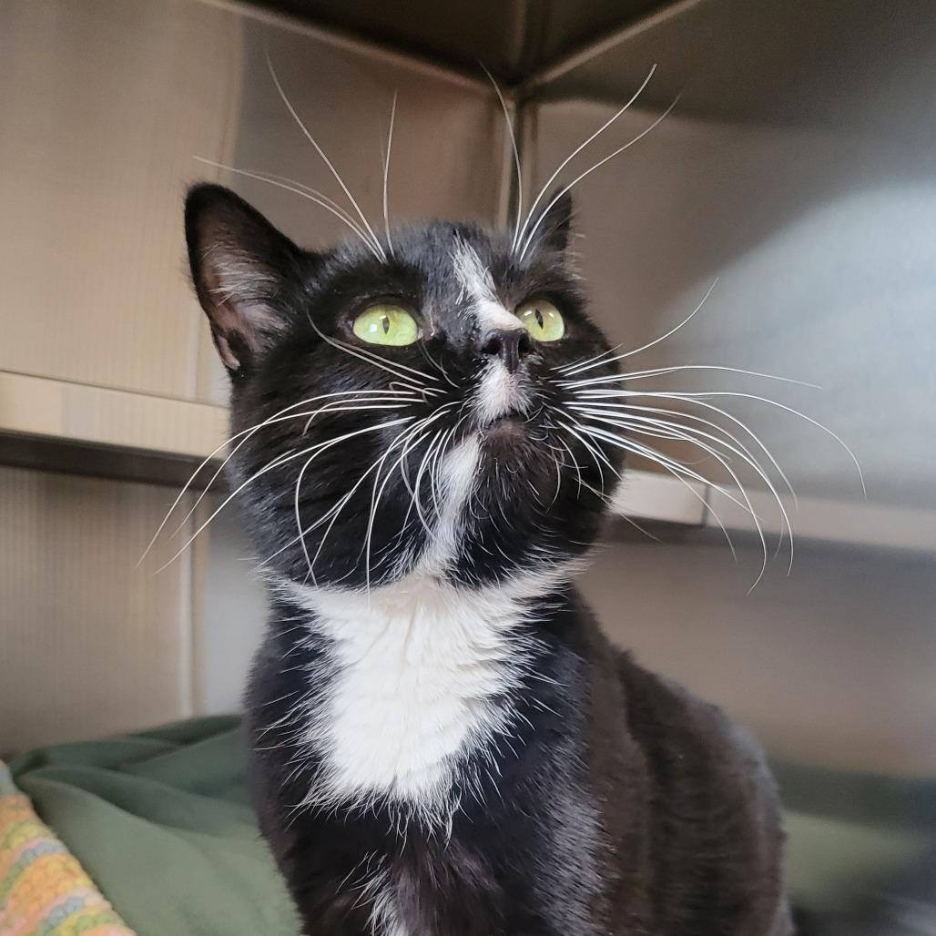 Enlarge Forest, a Adoptable Domestic Short Hair in Nashville, IN image 1/6