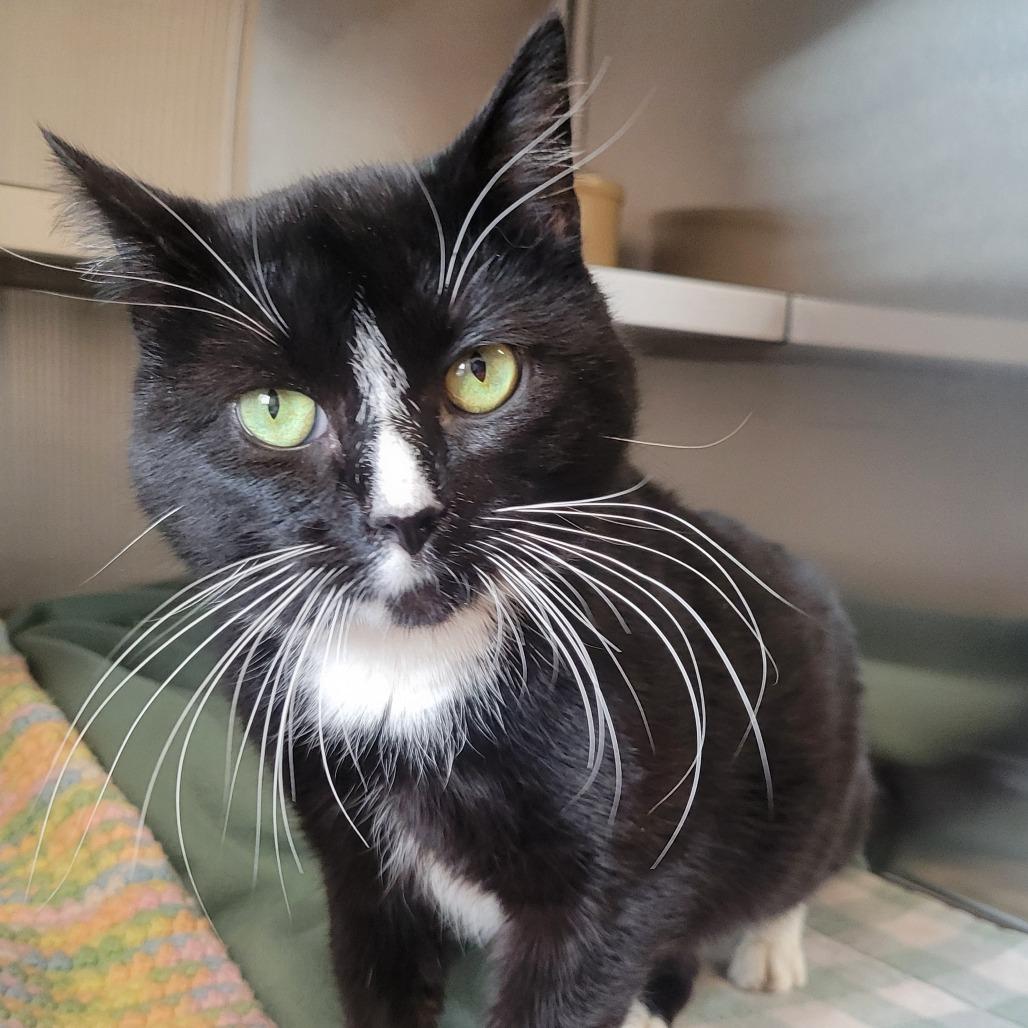 Enlarge Forest, a Adoptable Domestic Short Hair in Nashville, IN image 4/6