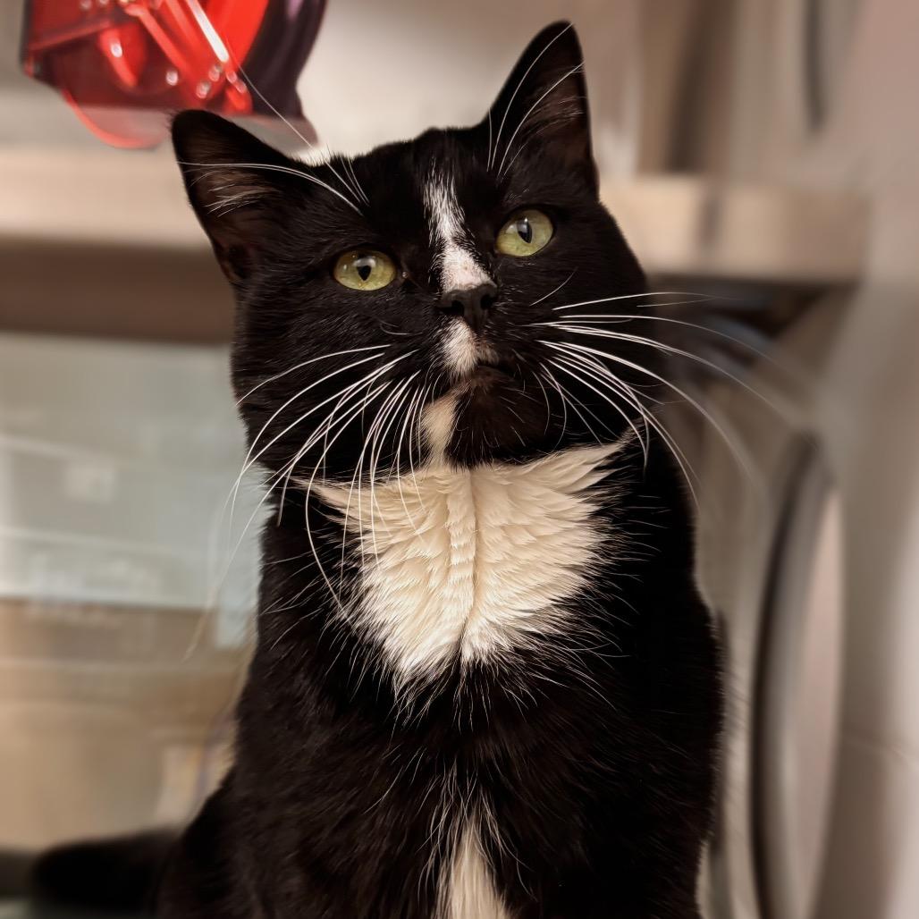 Enlarge Forest, a Adoptable Domestic Short Hair in Nashville, IN image 6/6