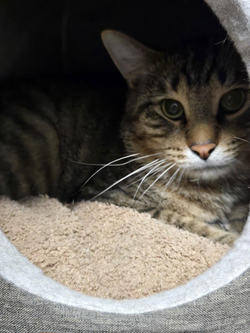 Bobby Hill, ADOPTABLE, Adult • Male, American Bobtail & Domestic Short Hair.
