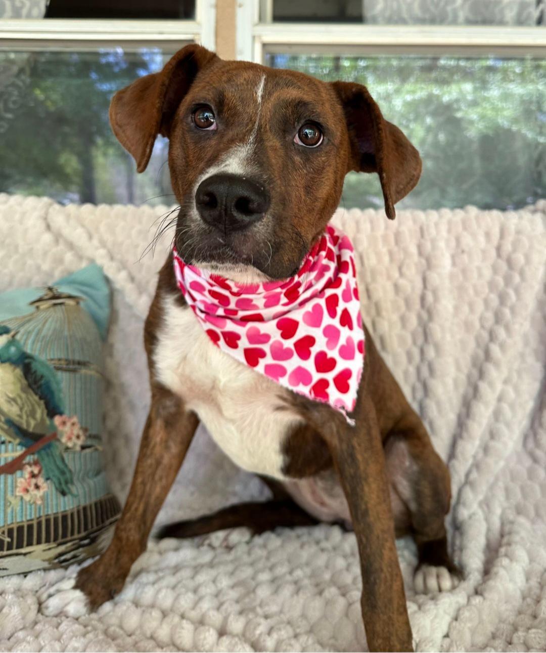 Enlarge Luna, a Adoptable mixed breed in Harrisburg, PA image 4/6