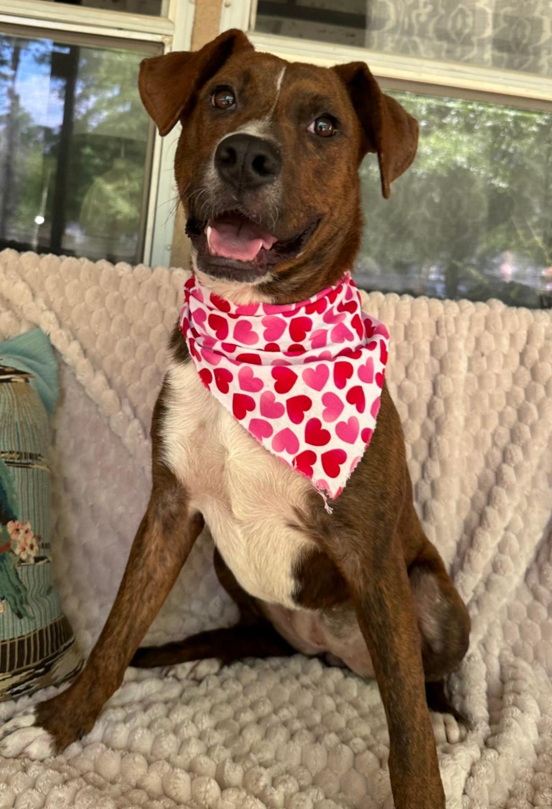 Enlarge Luna, a Adoptable mixed breed in Harrisburg, PA image 1/6