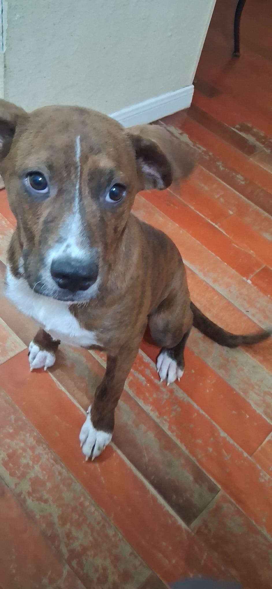 Enlarge Luna, a Adoptable mixed breed in Harrisburg, PA image 3/6