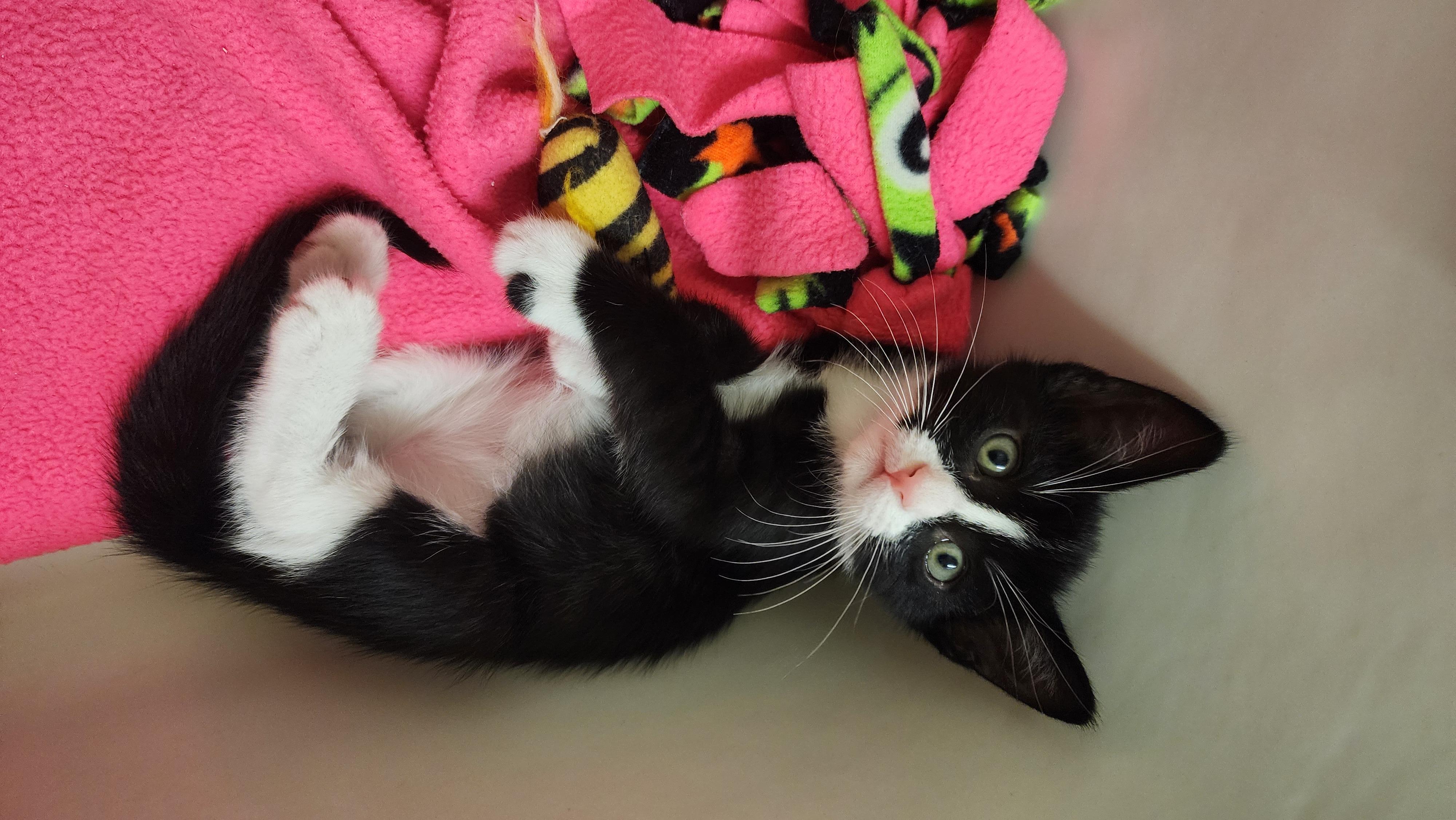 BUTTERFINGER, a Adoptable mixed breed in Escalon, CA image 3/6