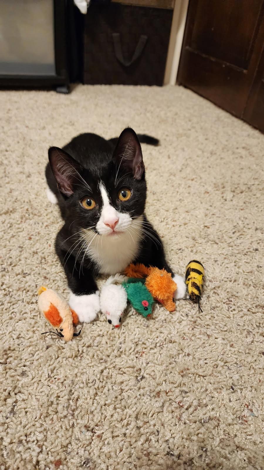 BUTTERFINGER, Adoptable, Kitten Male Tuxedo & Domestic Short Hair.