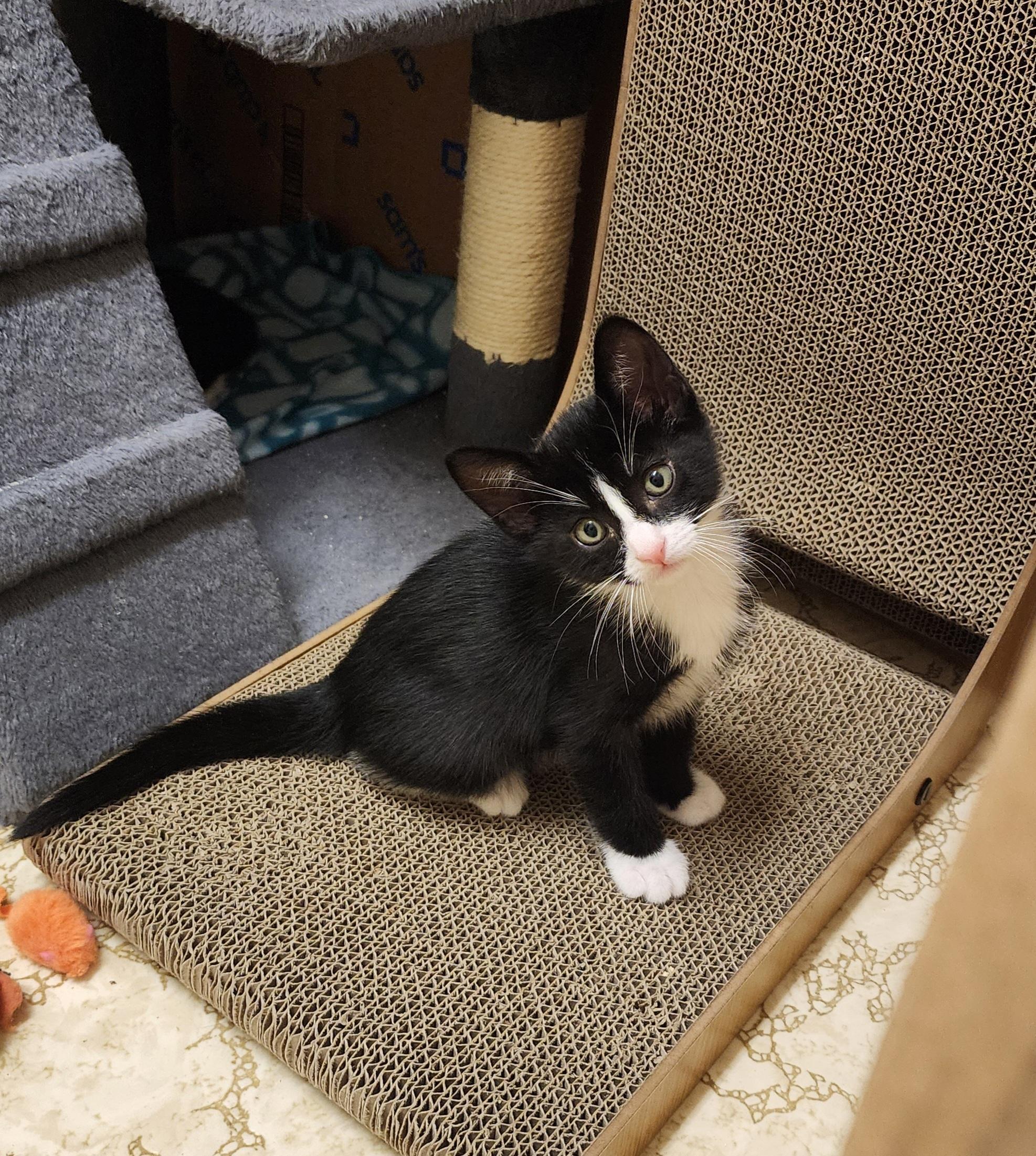 BUTTERFINGER, a Adoptable mixed breed in Escalon, CA image 6/6