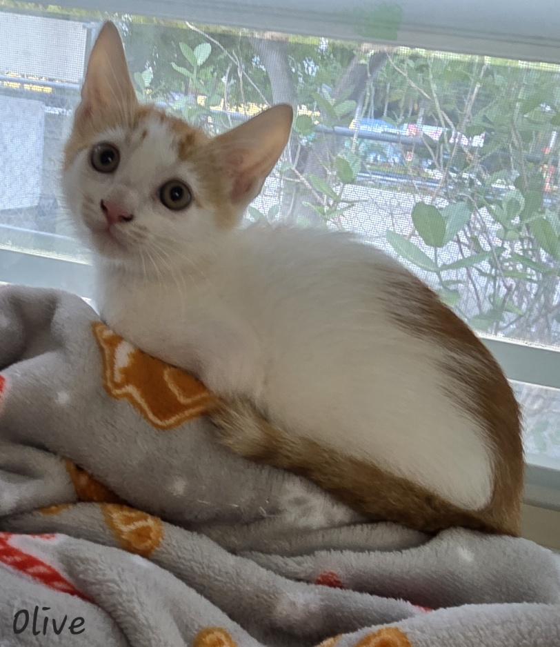 Olive, an adopted Domestic Short Hair in Key Largo, FL image 4/4