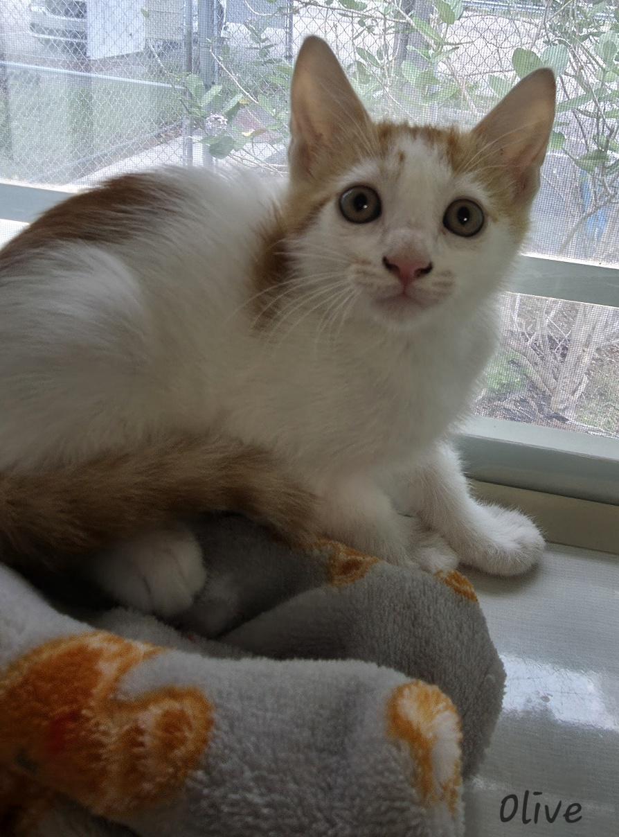 Olive, adopted, Young Female Domestic Short Hair.