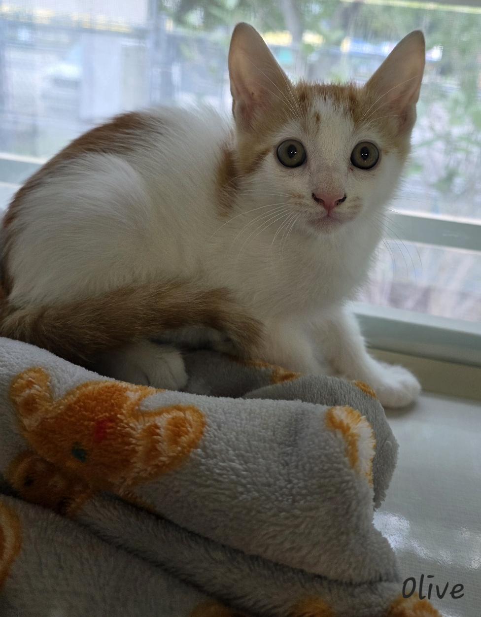Olive, an adopted Domestic Short Hair in Key Largo, FL image 3/4