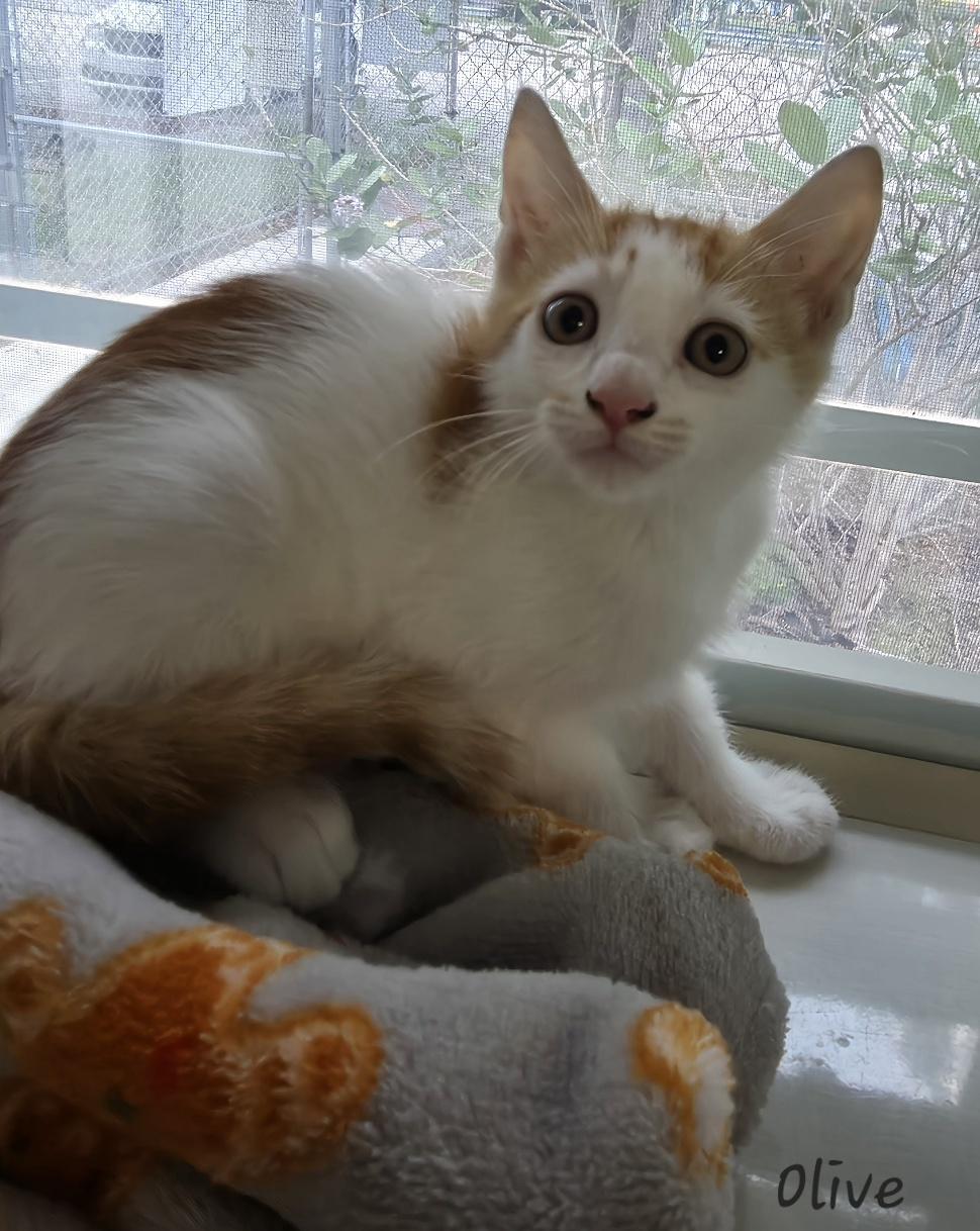 Olive, an adopted Domestic Short Hair in Key Largo, FL image 2/4