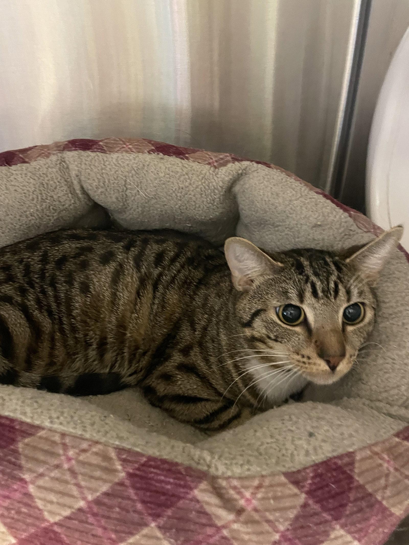 Enlarge Whylie, a Adoptable mixed breed in Georgetown, KY image 1/1