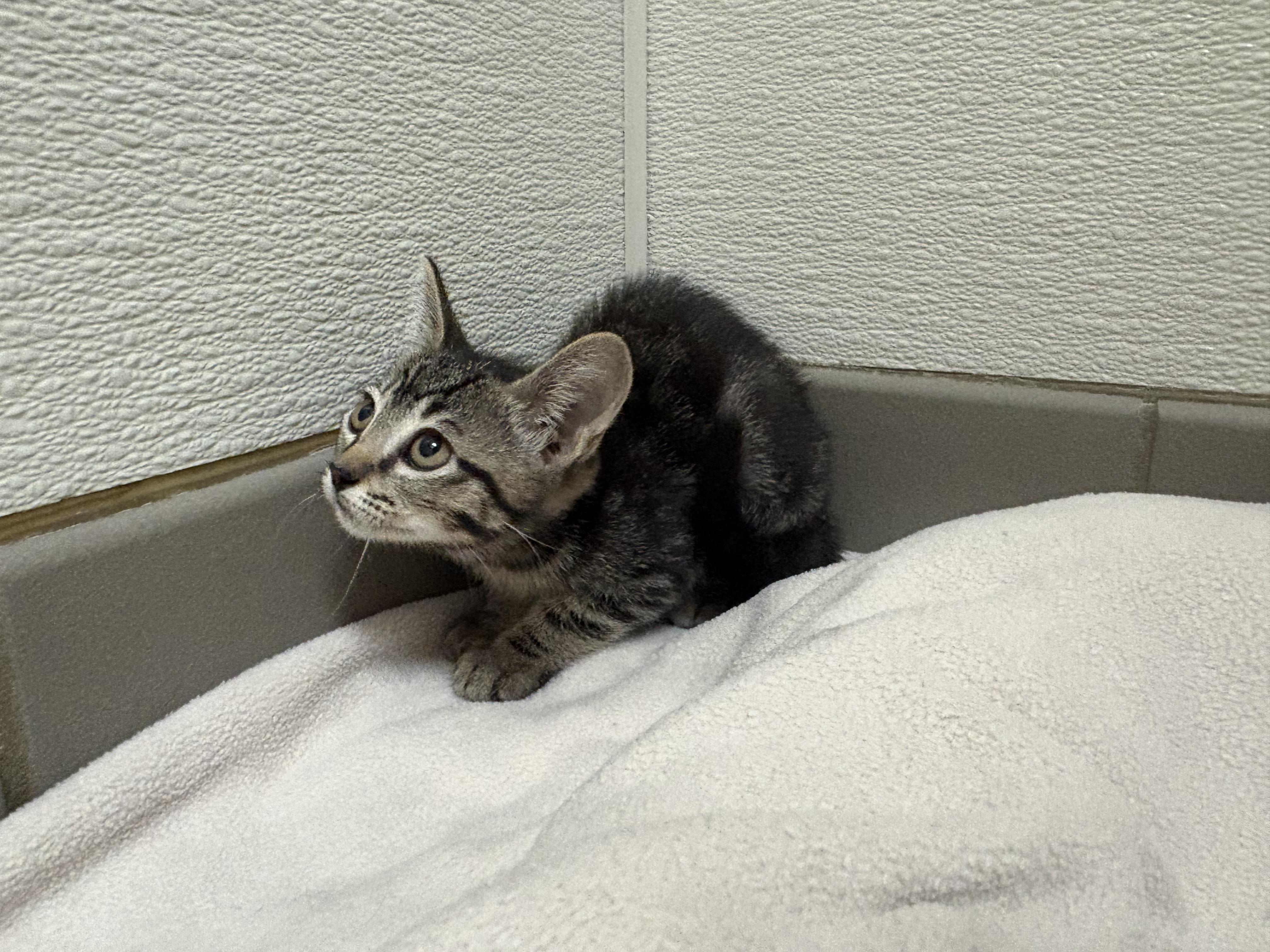 Enlarge Scylla, a ADOPTABLE mixed breed in Hays, KS image 5/6