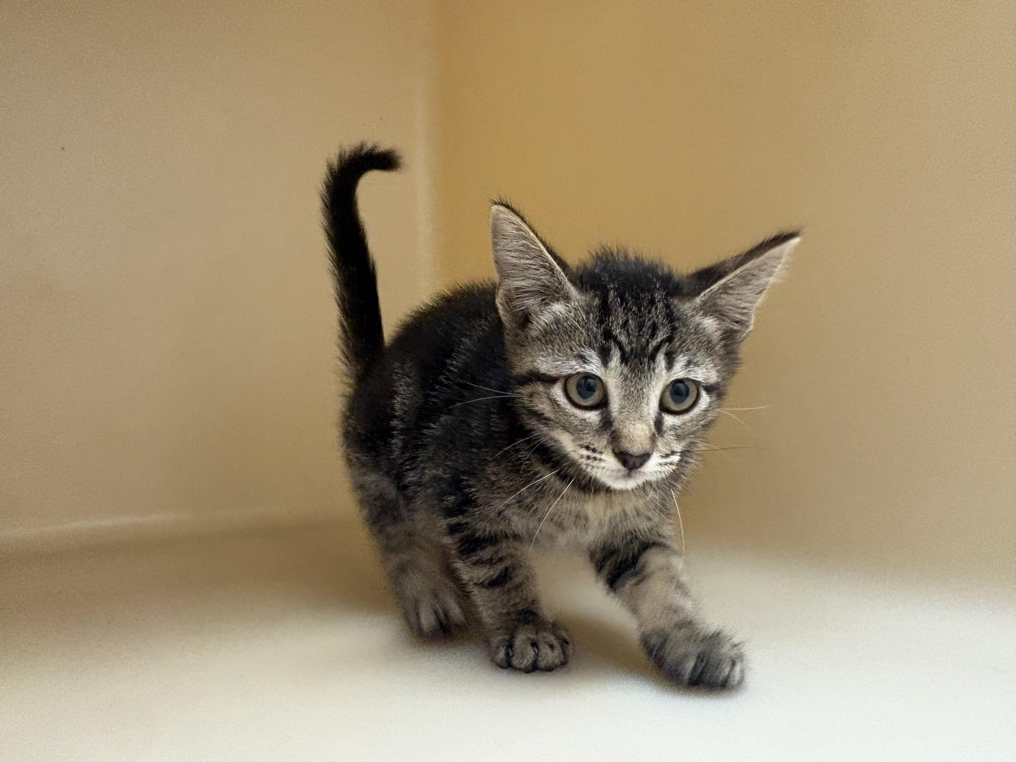 Enlarge Scylla, a ADOPTABLE mixed breed in Hays, KS image 4/6
