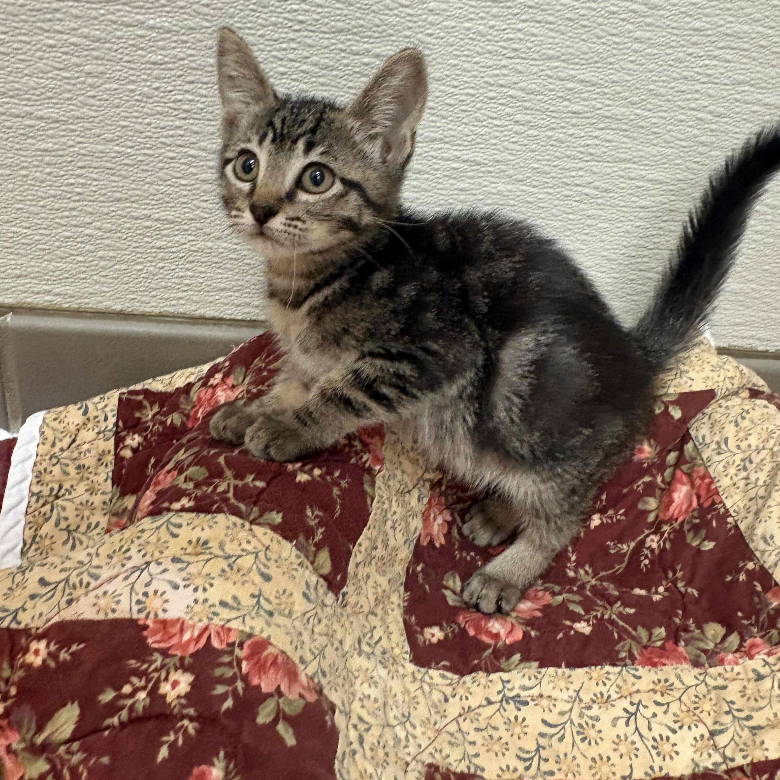 Enlarge Scylla, a ADOPTABLE mixed breed in Hays, KS image 6/6