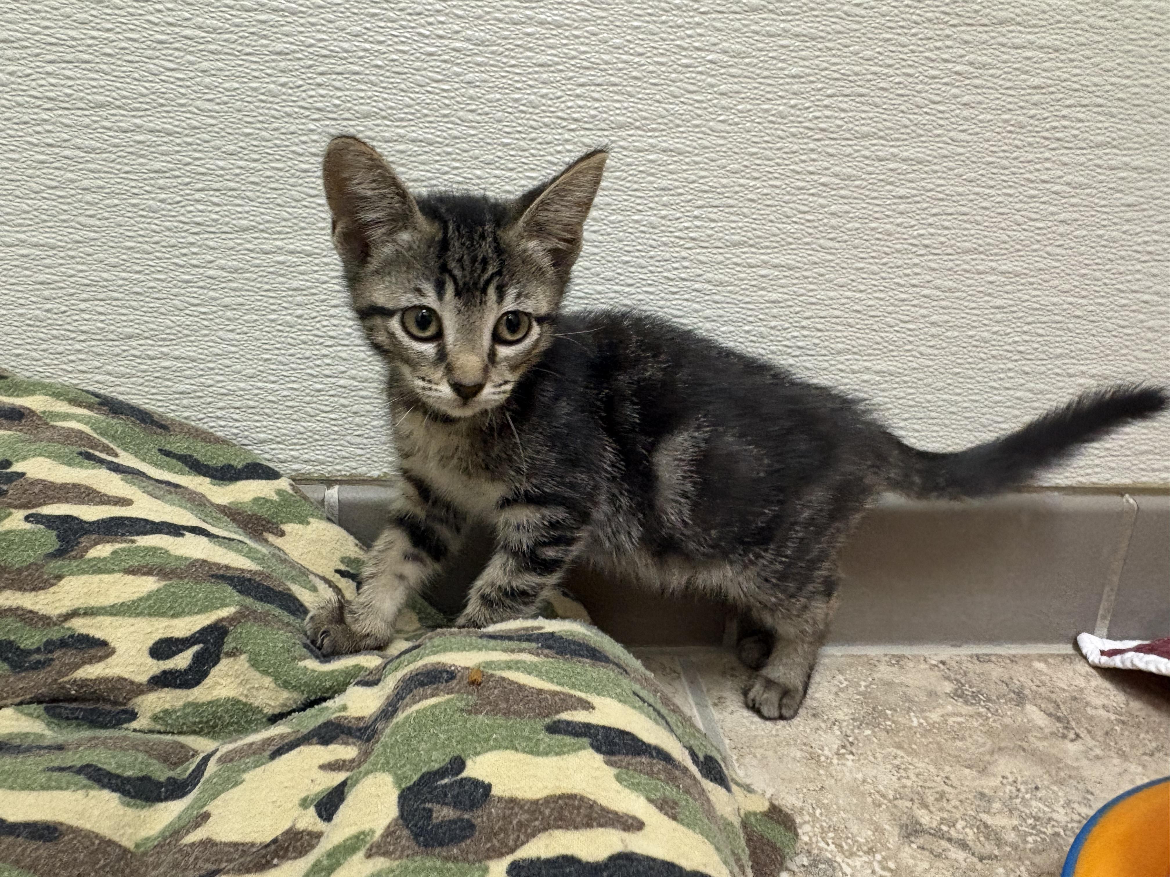 Enlarge Scylla, a ADOPTABLE mixed breed in Hays, KS image 2/6