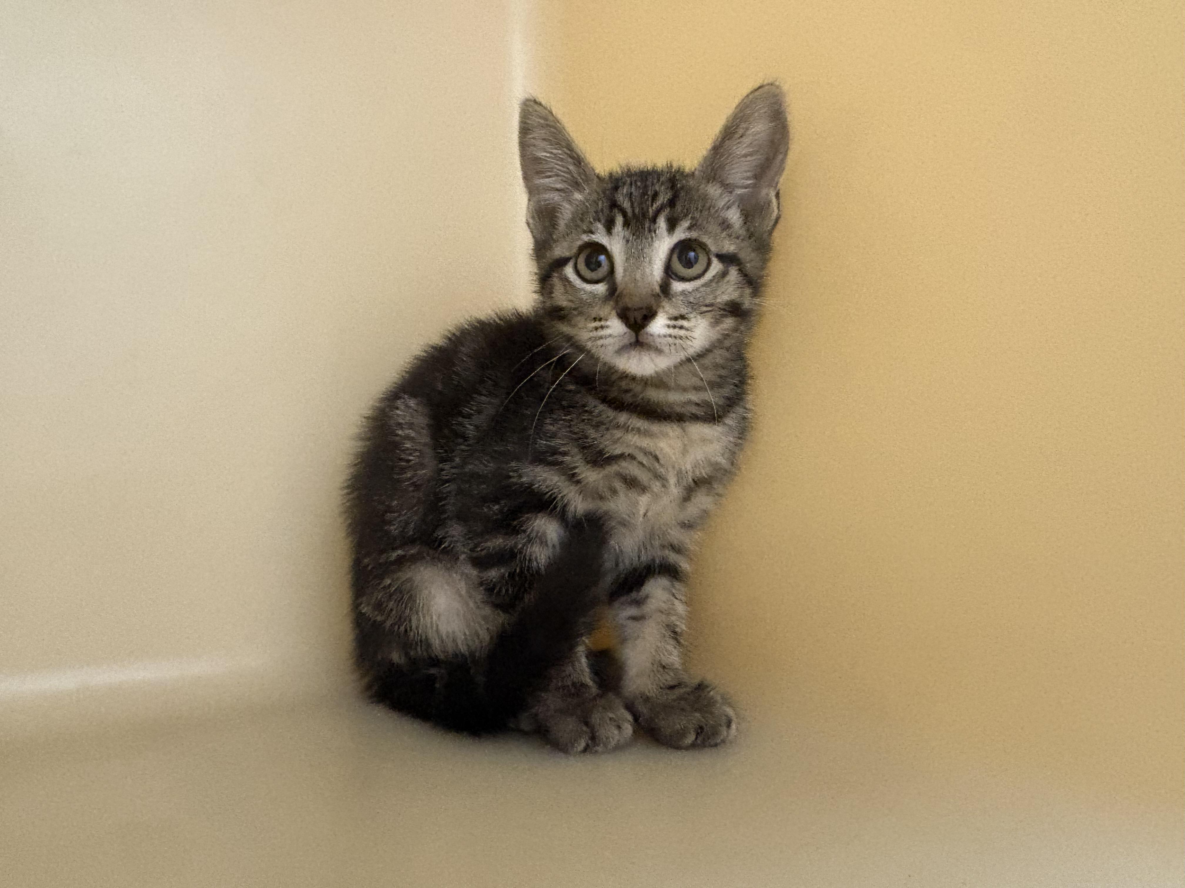 Scylla, ADOPTABLE, Young Female Domestic Short Hair.