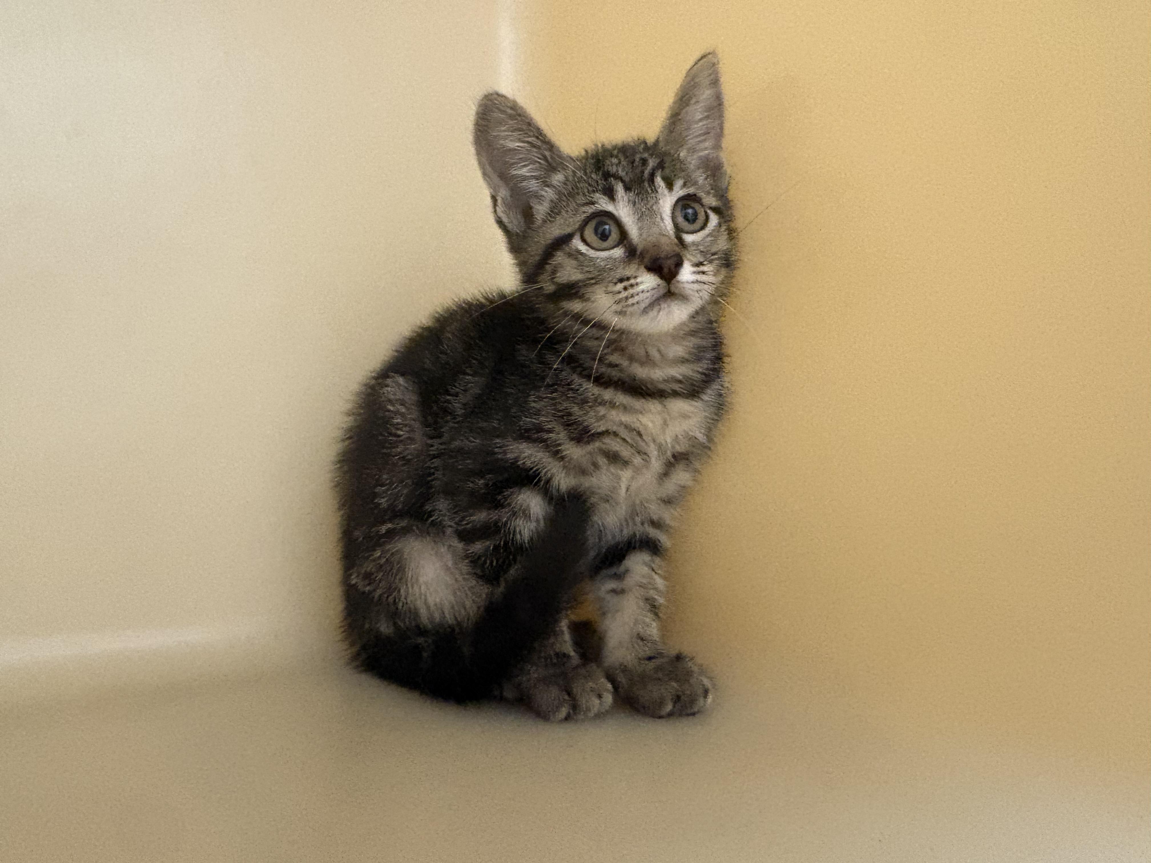 Enlarge Scylla, a ADOPTABLE mixed breed in Hays, KS image 3/6