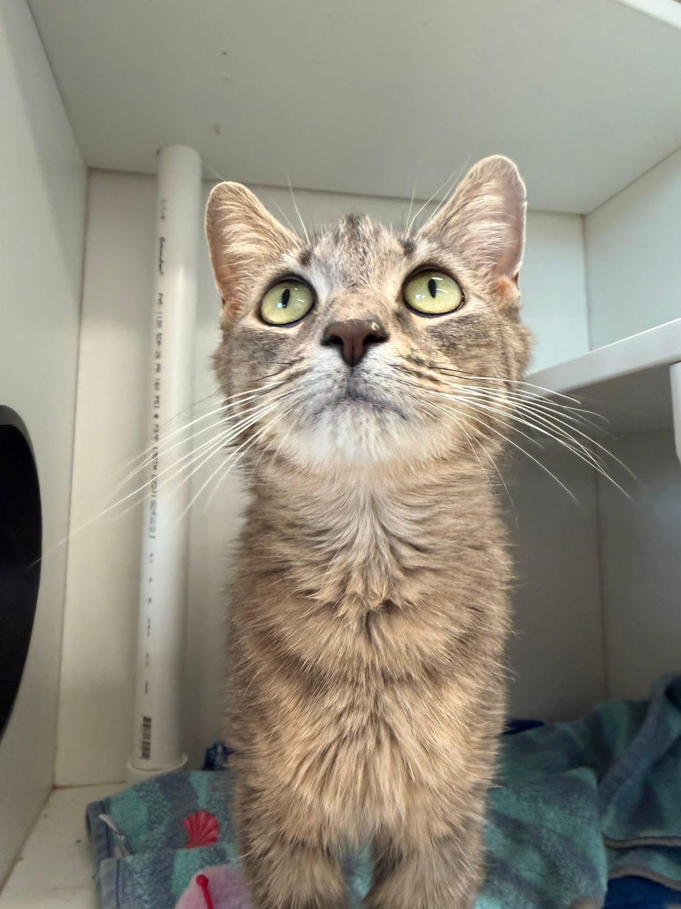Croque Madame, ADOPTABLE, Adult Female Domestic Short Hair.