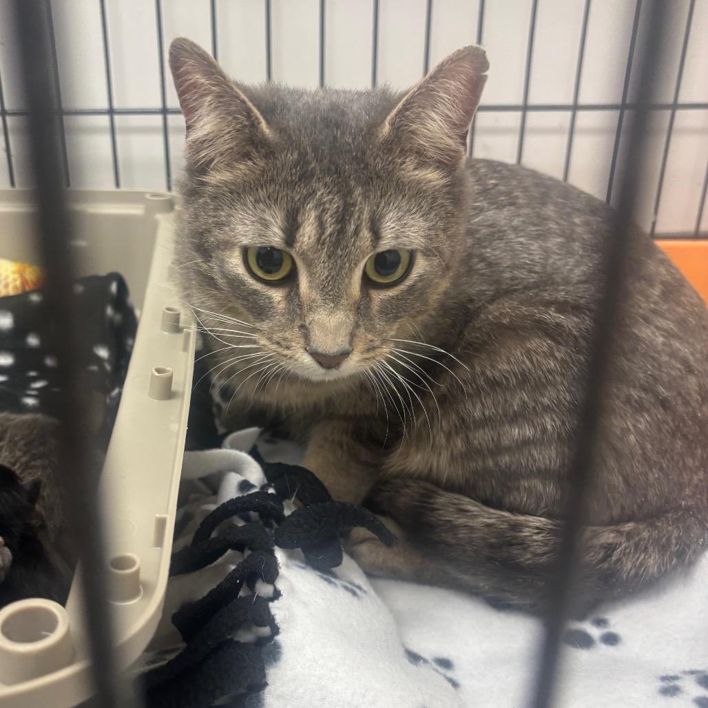 Enlarge Croque Madame, a ADOPTABLE Domestic Short Hair in Evanston, IL image 2/2