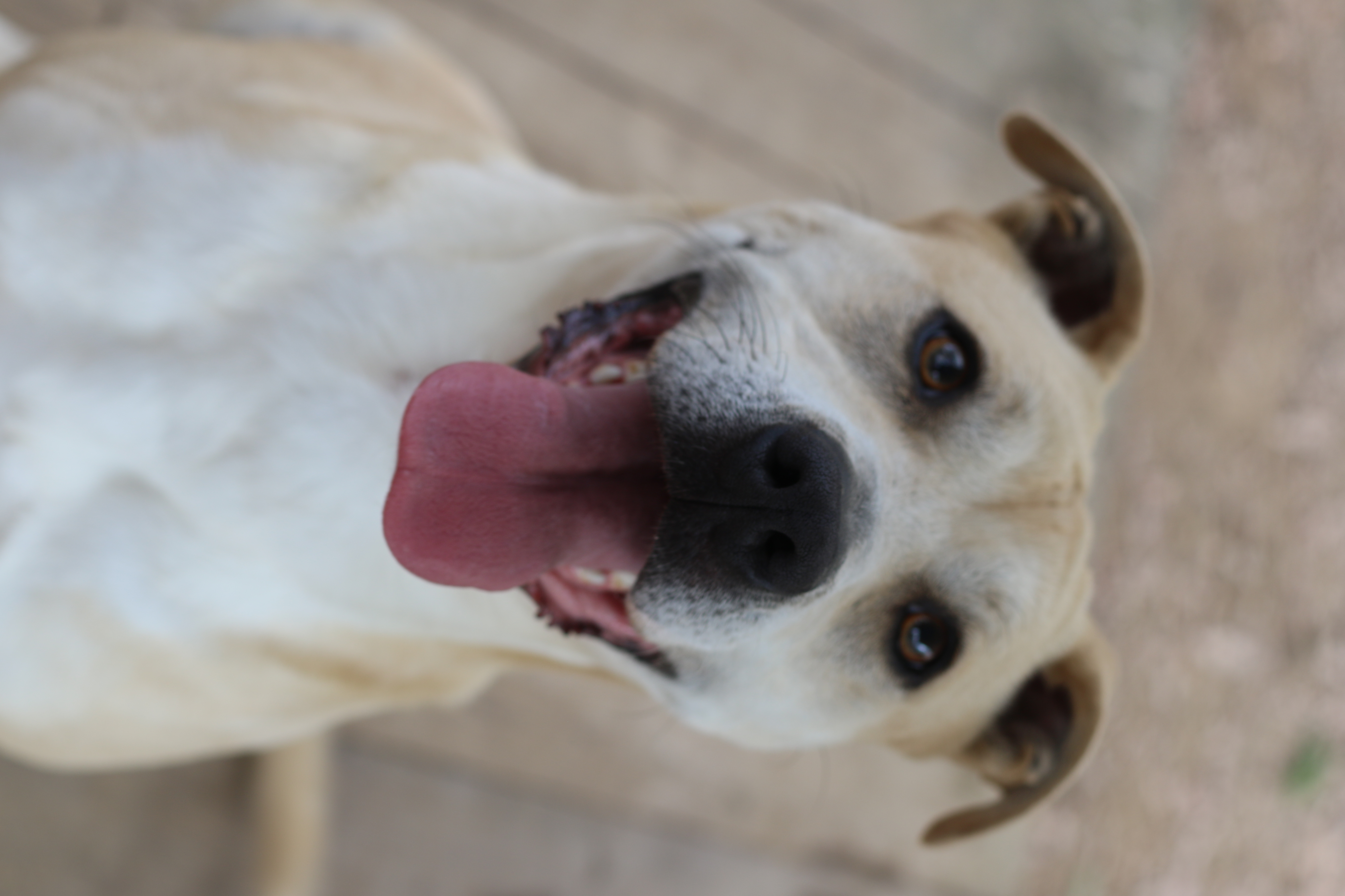 Enlarge Pipster, a Adoptable mixed breed in Rossville, TN image 2/6