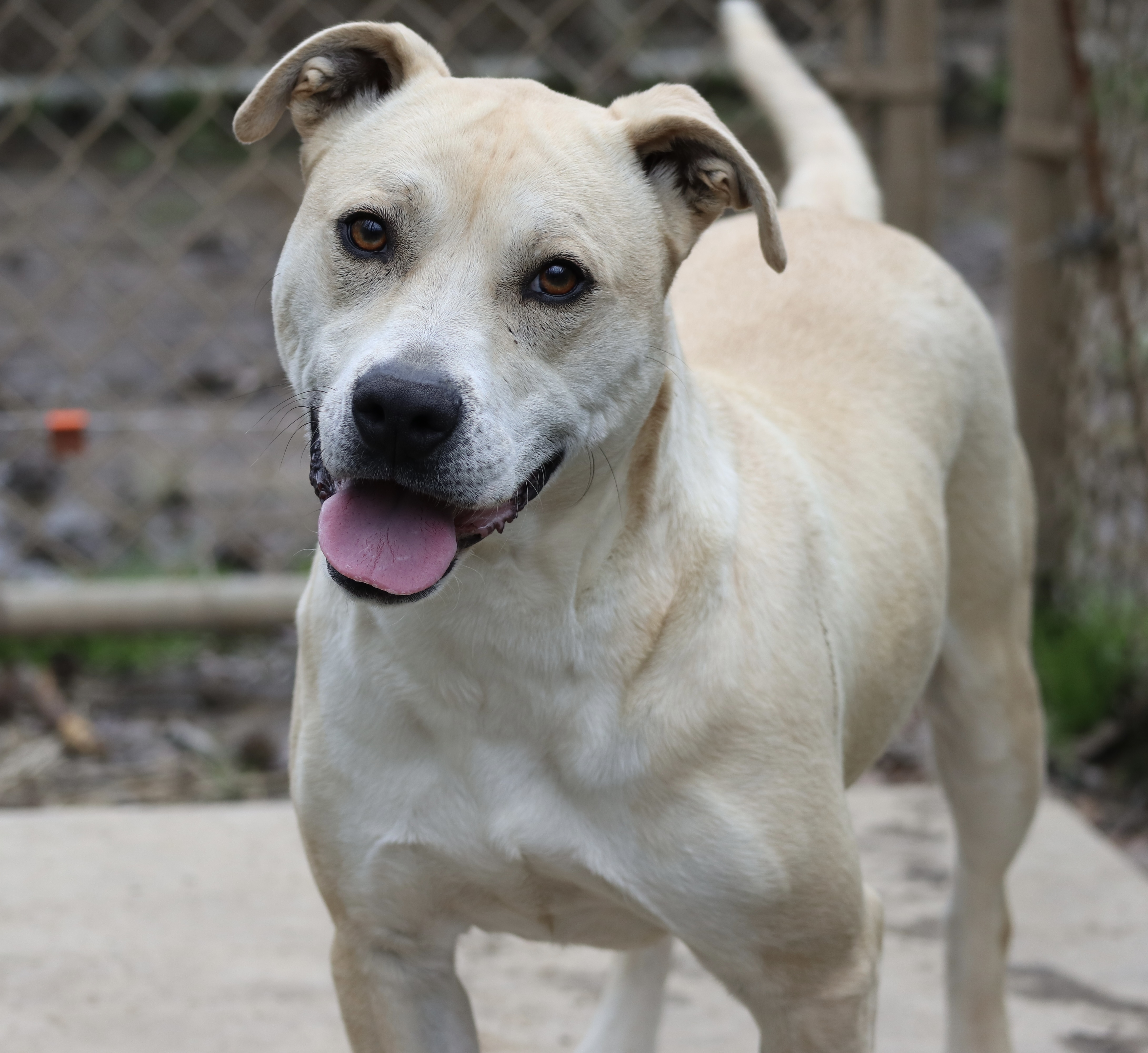 Enlarge Pipster, a Adoptable mixed breed in Rossville, TN image 1/6