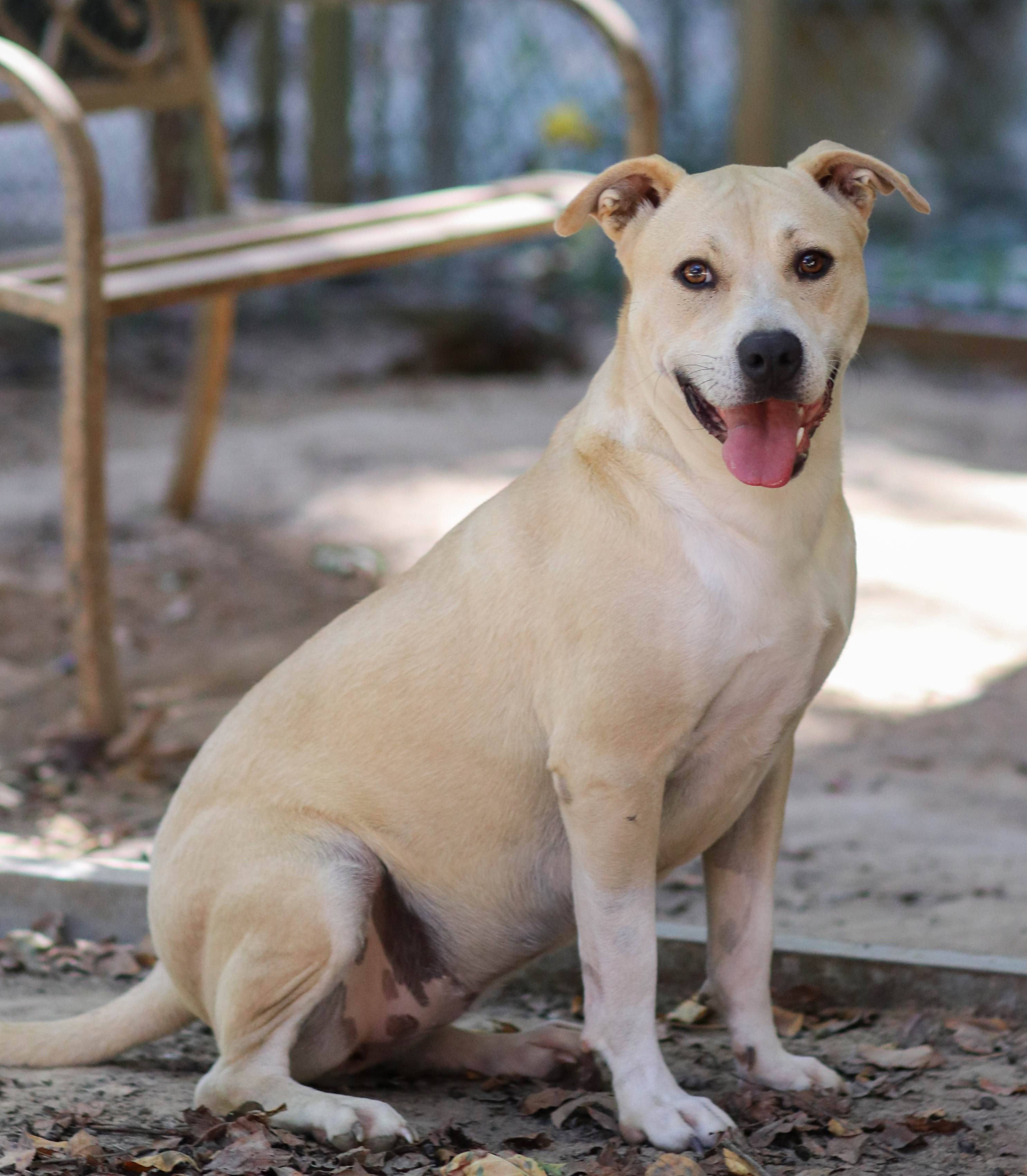 Enlarge Pipster, a Adoptable mixed breed in Rossville, TN image 3/6